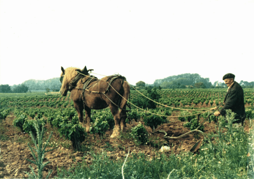 Domaine Serres Ornaisons producteur de vin