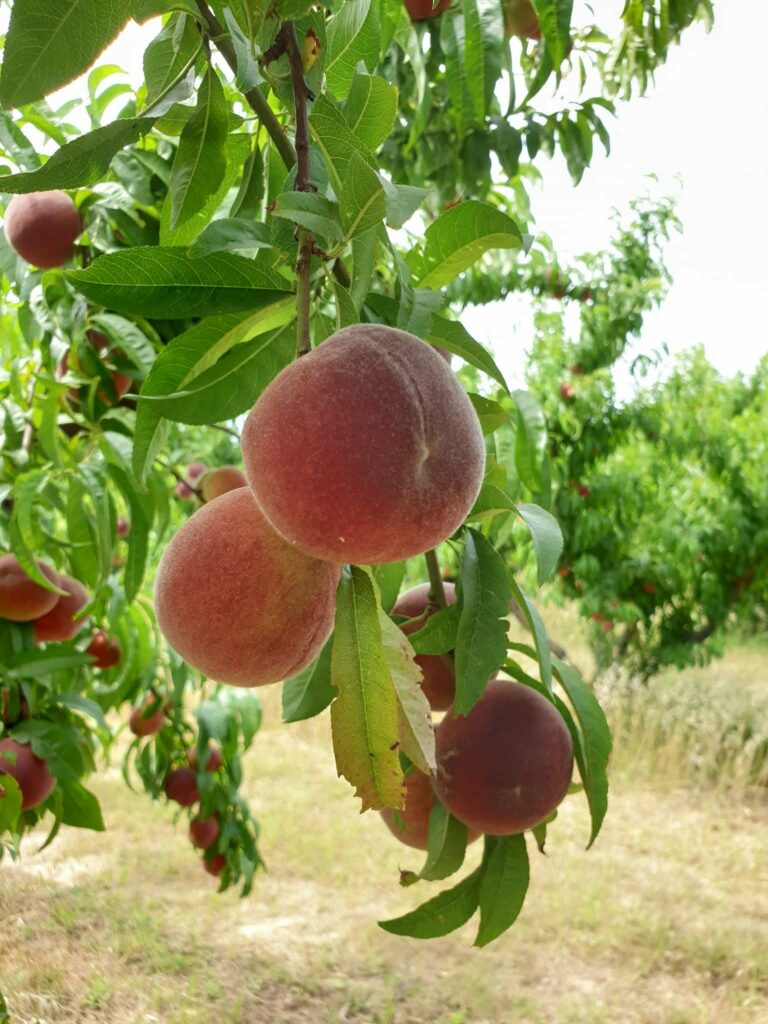 Maraicher à Ornaisons producteur pêche