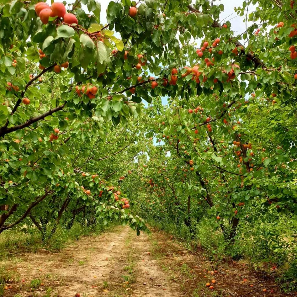 Maraicher à Ornaisons producteur Abricot